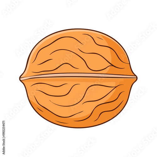 Close up illustration of a whole walnut with textured shell and split line