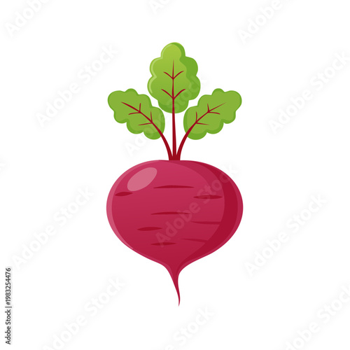 Vibrant beet with green leaves isolated on white background