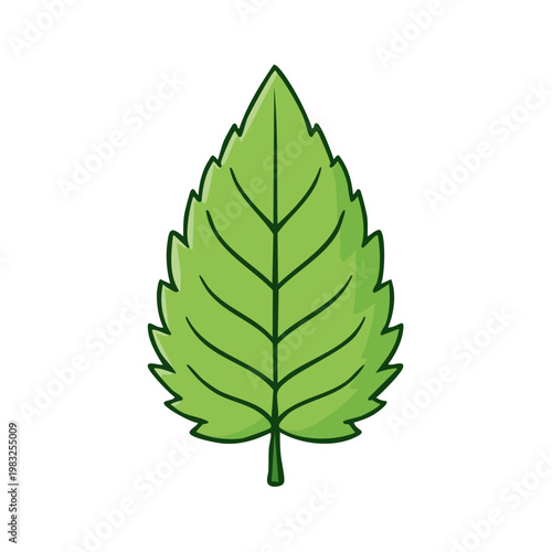 Vibrant Green Mint Leaf with Serrated Edges and Clear Vein Detail