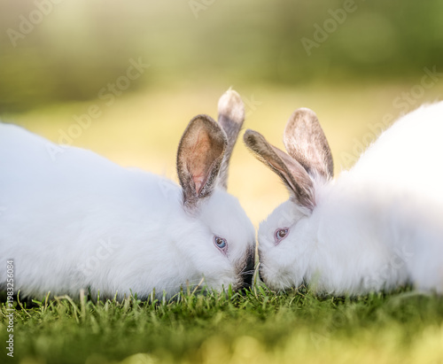 Two cute white rabbits facing each other eating on green grass, funny adorable spring moment outdoors