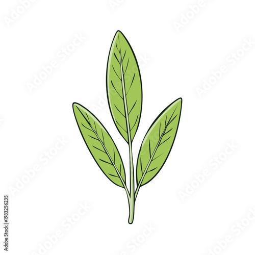 Illustration of a sprig with three green sage leaves and visible veins
