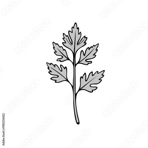 Hand drawn illustration of a parsley leaf sprig in monochrome grayscale tones