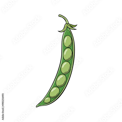 Hand drawn green pea pod with plump seeds inside ready for harvest