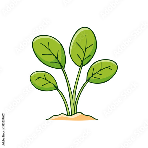 Healthy green spinach plant growing in fertile soil simple illustration