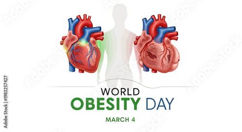 Human heart with blood vessels.