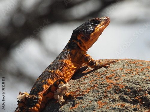Photography Karoo crag lizard