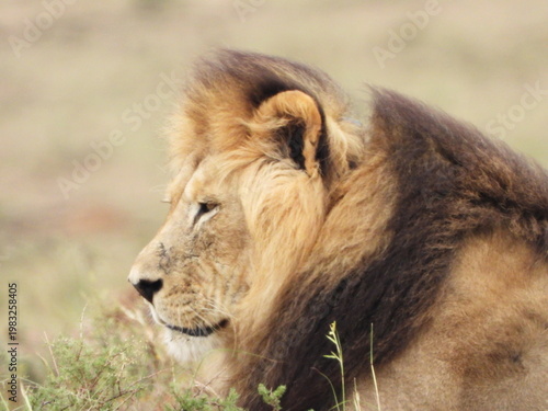 Sleeping lion