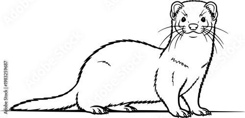 Black and white ferret standing on , simple line drawing isolated on white background
