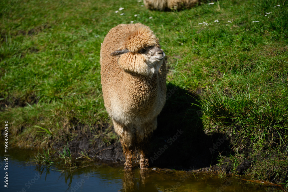 Fototapeta premium Adorable brown alpaca standing by water on sunny farm, concept of sustainable wool production and eco-friendly lifestyle, cute domestic animal in natural rural environment, organic farming