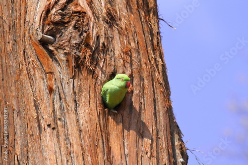 巣穴から顔を出すワカケホンセイインコ（雌）