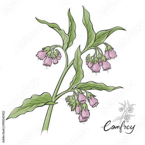 Vector Comfrey Medicinal Plant, Line Art Botanical Illustration Isolated on White