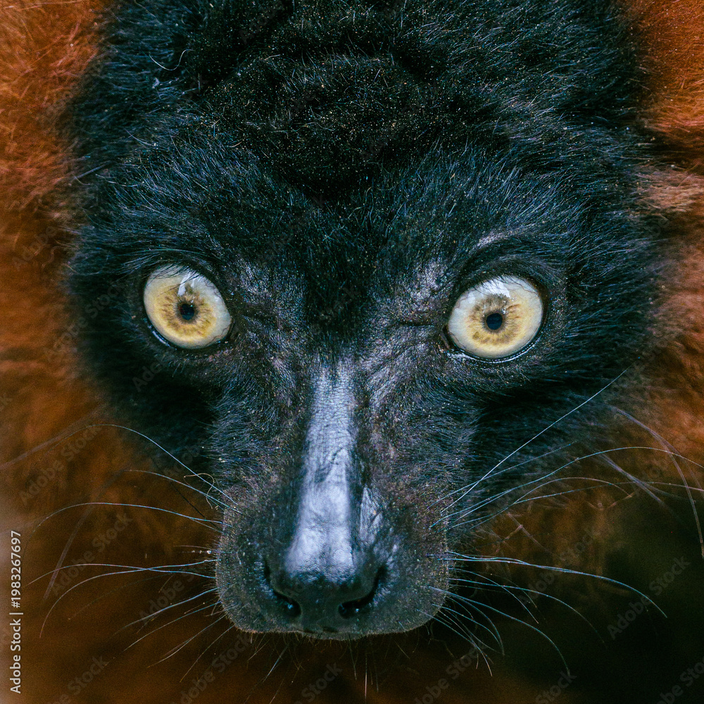 Fototapeta premium Red Ruffed Lemur 