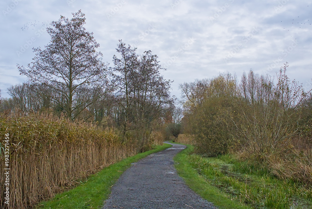 Obraz premium path through an autumn marsh landscape in Bourgoyen nature reserve, Ghent, Flanders, Belgium 