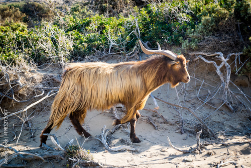 Wild goat walking along sandy coastal dunes with dry branches and green shrubs, natural habitat scene in warm sunlight