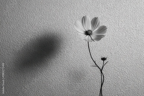Flower Casting Shadow in Minimalist Black and White Artistic Composition