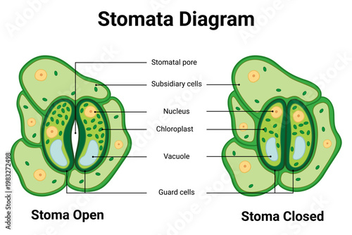 Detailed stomata diagram structures in educational biology illustration