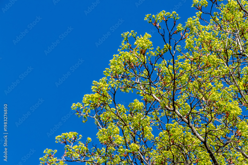 Fototapeta premium Fresh spring tree buds reaching toward a clear blue sky with ample copy space, symbolizing growth, clean air, and World Environment Day concepts.