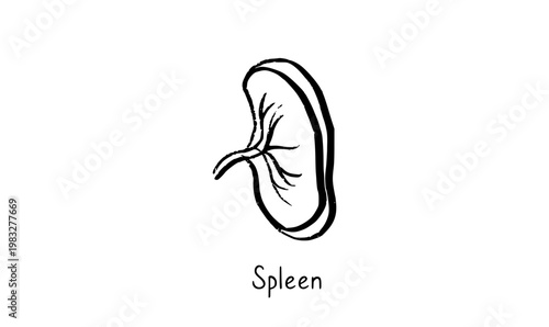 Human spleen icon
