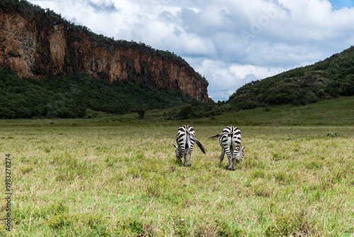 Zwei Zebras von hinten, die friedlich auf der Wiese grasen. Im Hintergrund rote Felsen.