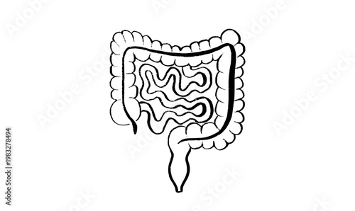 Human intestine sketch