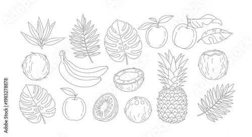 Variety of Fresh Fruit Illustrations.