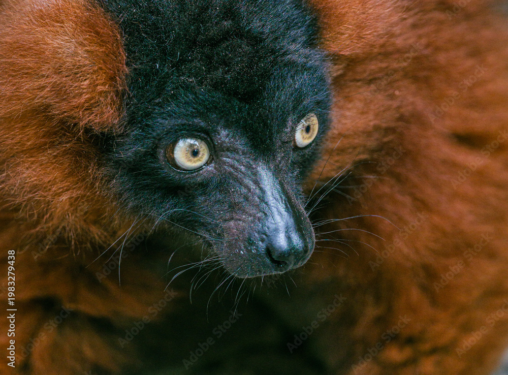 Fototapeta premium Red-ruffed Lemur close-up