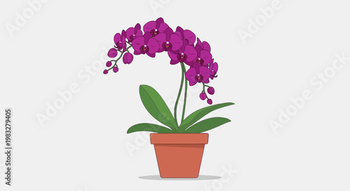 Purple Orchid Flower in Pot Plant.