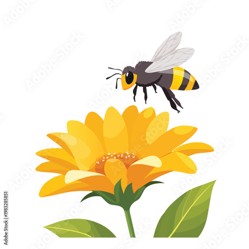 Bee hovering above a vibrant yellow flower isolated on a white background