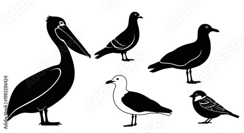 Bird silhouettes collection: pelican, pigeon, gulls, and small bird in black and white graphic style