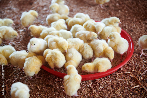 broiler chickens in the poultry house
