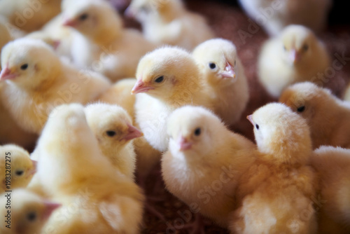 broiler chickens in the poultry house