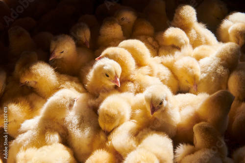 broiler chickens in the poultry house