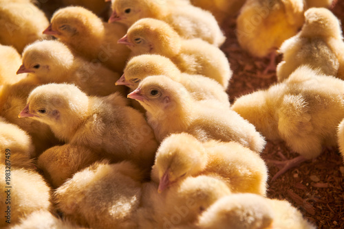 broiler chickens in the poultry house