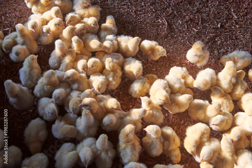 broiler chickens in the poultry house