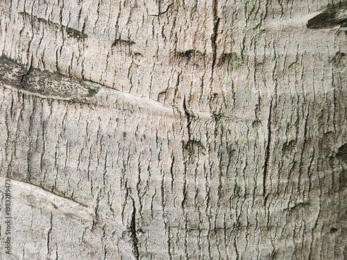 Pale bark planes display subtle fissures across trunk skin. Gentle stem ridges present muted weathered botanical detail. Ivory surface grooves offer calm rustic abstract character