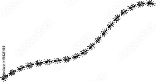 black ants marching in a curved line or trail formation isolated on white background vector art