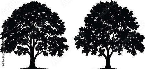 Pair of leafy deciduous tree silhouettes, black isolated trees with dense foliage, natural landscape elements for design, illustration and woodland themes