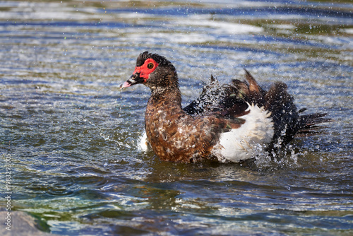 Warzenente (Cairina moschata) badend, mit vielen Wasserspritzern, teils farbig irisierend - Puertito de los Molinos, Fuerteventura