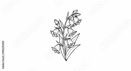 Delicate line drawing of bluebell flowers with buds and leaves