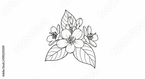 Delicate line drawing of blooming jasmine flowers with buds and leaves