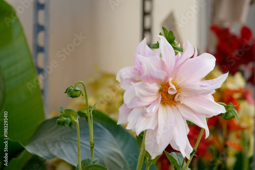Cafe Au Lait Dahlia plant with pink flowers
