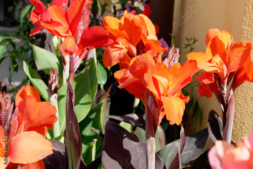 The Orange King Humbert canna plant