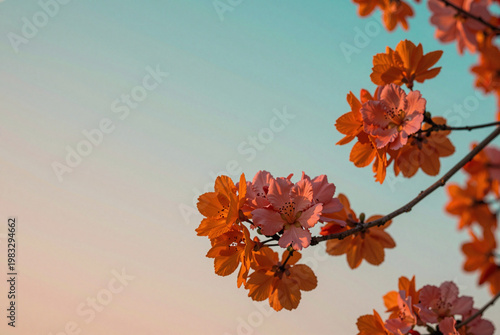 Branch with orange flowers against a blue sky.