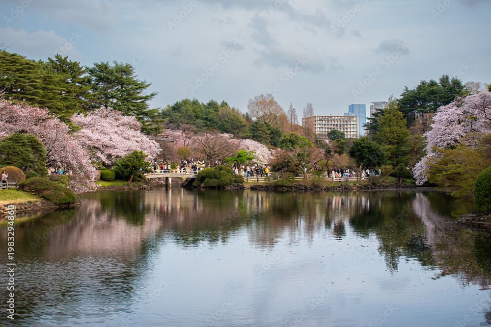 Fototapeta premium Panoramic View of Tokyo Park with Sakura Trees Reflected in Water