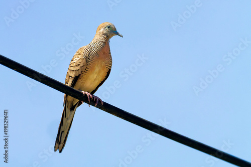 Sperbertäubchen in Thailand