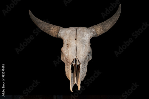 Φωτογραφία Longhorn steer skull with black background