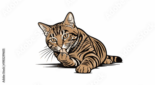 Brown striped cat with intense eyes licks paw on white background