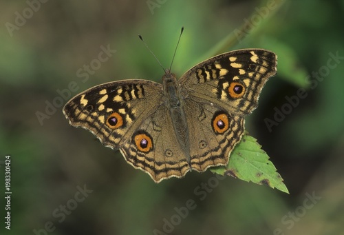 Indian Peacock butterfly (Inachis) Keoladeo Ghana, Baratpur, India