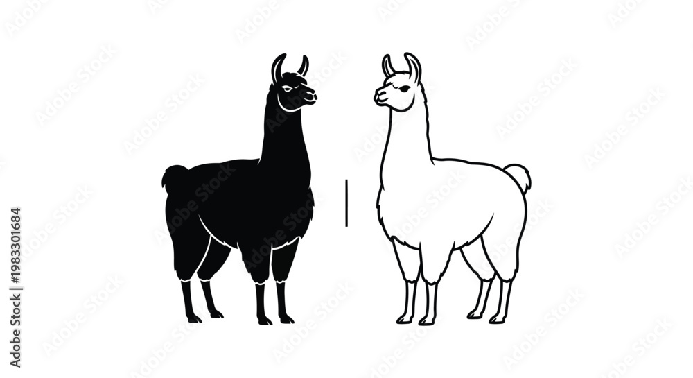 Fototapeta premium Llamas vs Alpacas: Unique Wool Animals Comparison Vector
