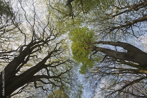 Common beeches (Fagus sylvatica), treetops in spring, Emsland, Lower Saxony, Germany